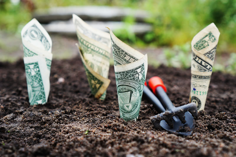 Dollar bills sprouting from a garden